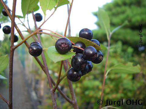 Aronia melanocarpa 'Hugin', Apfelbeere 'Hugin'