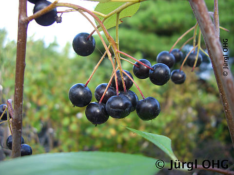 Aronia melanocarpa 'Viking', Apfelbeere 'Viking'