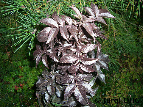 Sambucus nigra 'Black Tower'®, Rotlaubiger Säulen-Holunder 'Black Tower'®