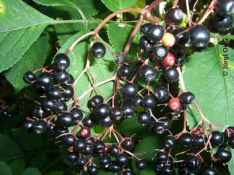 Sambucus nigra 'Haschberg', Schwarzer Holunder 'Haschberg'