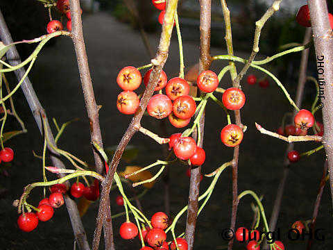 Aronia arbutifolia 'Brilliant', Apfelbeere 'Brilliant'