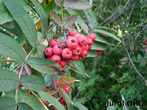 Sorbus aucuparia 'Edulis', Mährische Eberesche 'Edulis'