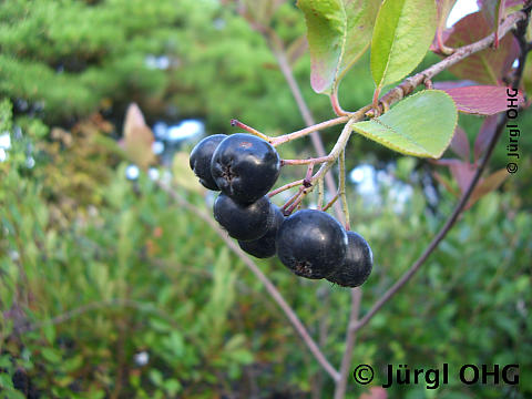 Aronia melanocarpa 'Nero', Apfelbeere 'Nero'