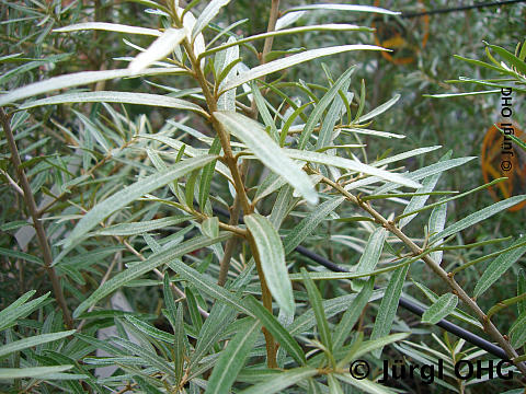 Hippophae rhamnoides 'Pollmix', Sanddorn 'Pollmix'