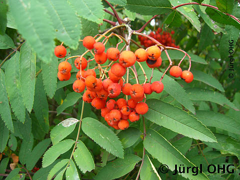 Sorbus aucuparia 'Rosina, Essbare Eberesche 'Rosina'