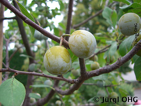 Prunus domestica subspecies prisca 'Zibarte', Wildpflaume 'Zibarte'