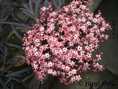 Sambucus nigra 'Black Lace'®, Schwarzer Holunder 'Black Lace'®