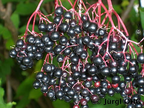 Sambucus nigra 'Sampo', Schwarzer Holunder 'Sampo'