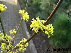 Cornus mas 'Jolico', Kornelkirsche 'Jolico'