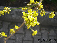 Cornus mas 'Jolico', Kornelkirsche 'Jolico'