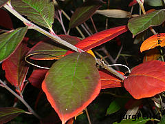 Aronia arbutifolia 'Brilliant', Apfelbeere 'Brilliant'