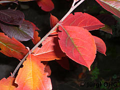 Aronia arbutifolia 'Brilliant', Apfelbeere 'Brilliant'