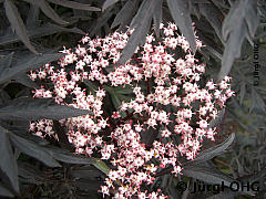 Sambucus nigra 'Black Lace'®, Schwarzer Holunder 'Black Lace'®