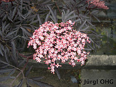 Sambucus nigra 'Black Lace'®, Schwarzer Holunder 'Black Lace'®