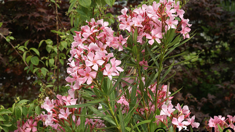 Nerium oleander 'Laurier Rose', Oleander 'Laurier Rose'
