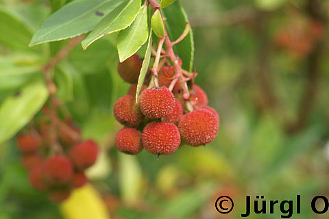 Arbutus unedo, Erdbeerbaum