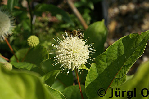 <tmpl_var article_image_description | HTML >