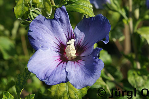 <tmpl_var article_image_description | HTML >