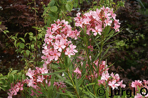 Nerium oleander 'Laurier Rose', Oleander 'Laurier Rose'