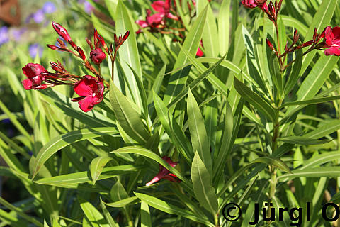 Nerium oleander, Oleander