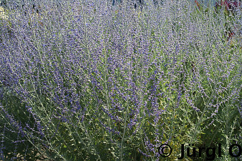 <tmpl_var article_image_description | HTML >