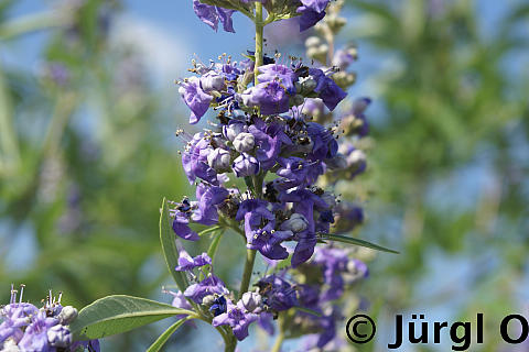 <tmpl_var article_image_description | HTML >