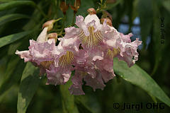 <tmpl_var article_image5_description | HTML >