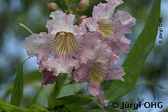 <tmpl_var article_image4_description | HTML >