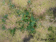 <tmpl_var article_image3_description | HTML >