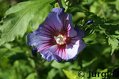 <tmpl_var article_image2_description | HTML >