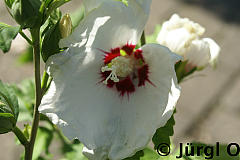 <tmpl_var article_image3_description | HTML >