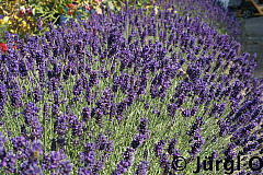 <tmpl_var article_image2_description | HTML >