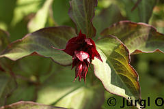 <tmpl_var article_image3_description | HTML >