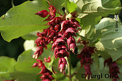 <tmpl_var article_image2_description | HTML >