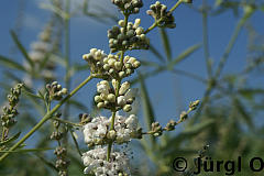 <tmpl_var article_image2_description | HTML >