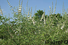 <tmpl_var article_image3_description | HTML >