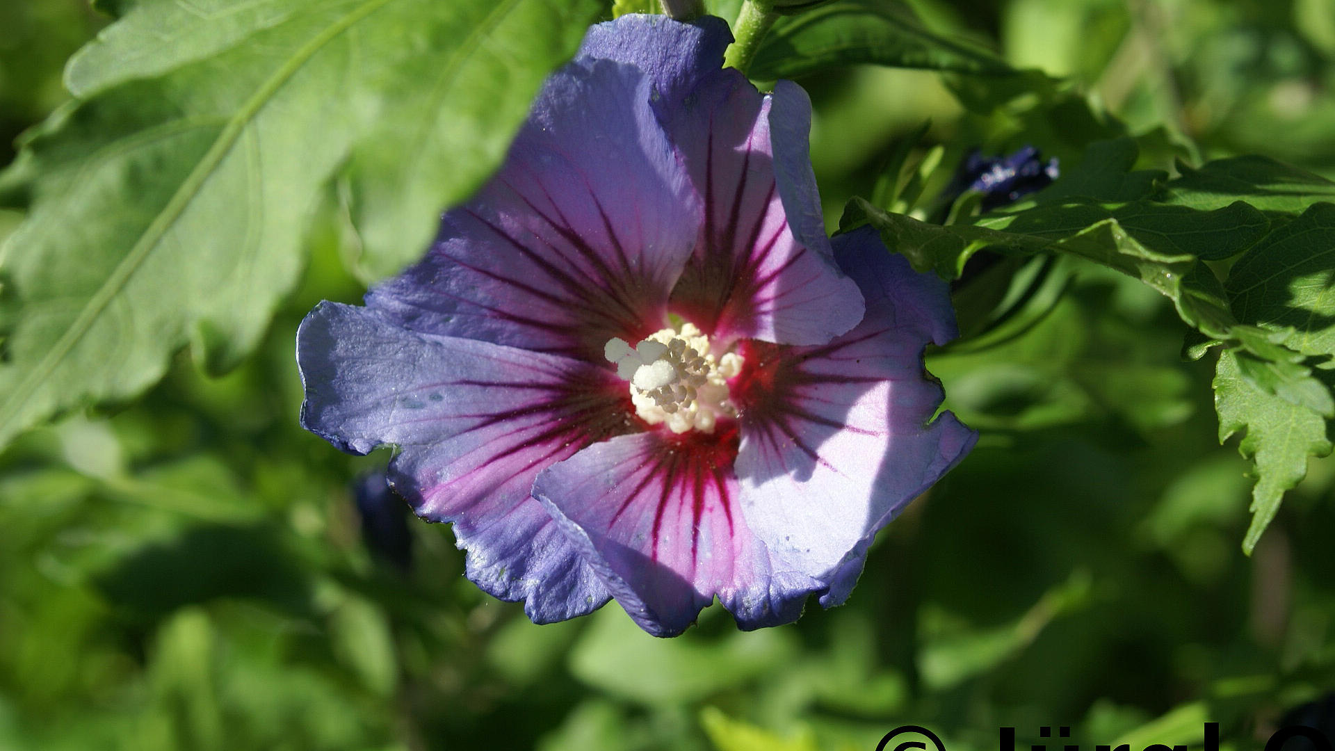 Sommerbluher