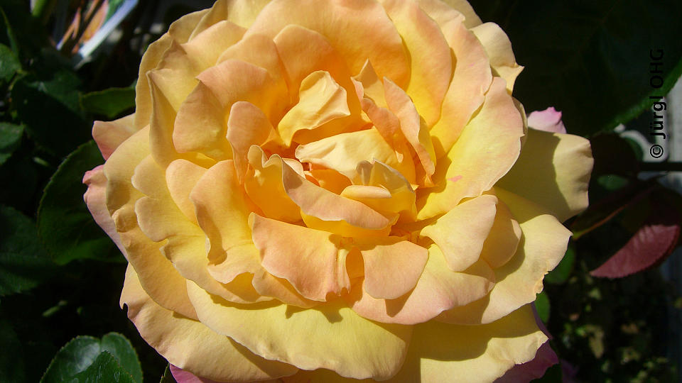 Rosa 'Gloria Dei', Edelrose 'Gloria Dei'