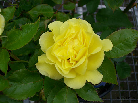 Rosa 'Friesia'®, Beetrose 'Friesia'®