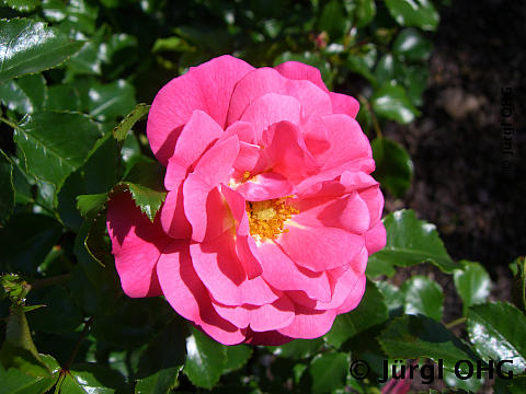 Rosa 'Heidetraum'® , Bodendeckerrose 'Heidetraum'® 