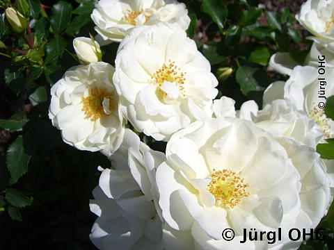 Rosa 'Schneeflocke'®, Bodendeckerrose 'Schneeflocke'®