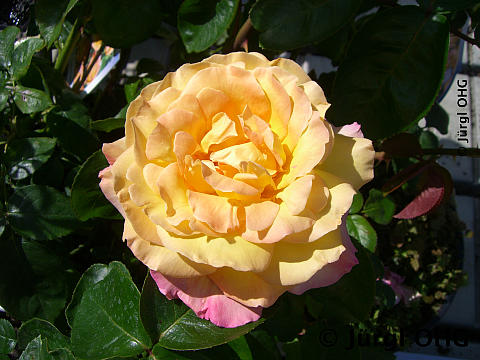 Rosa 'Gloria Dei', Edelrose 'Gloria Dei'