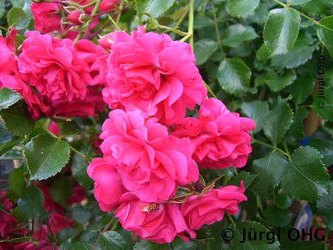 Rosa 'Gärtnerfreude'®, Bodendeckerrose 'Gärtnerfreude'®