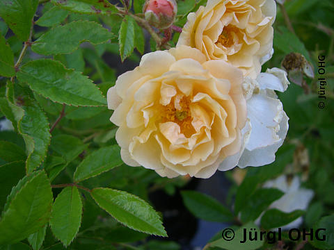 Rosa 'Ghislaine de Feligonde'®, Strauchrose 'Ghislaine de Feligonde'®