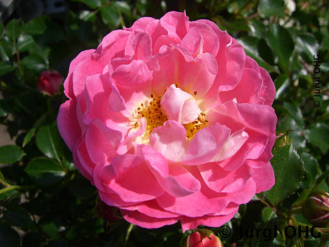 Rosa 'Charmant'®, Zwergrose 'Charmant'®