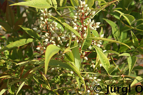 Nandina domestica, Himmelsbambus