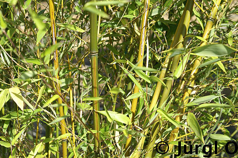 Phyllostachys aureosulcata, Bambus