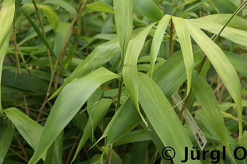 Pseudosasa japonica, Japanischer Pfeilbambus