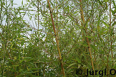 Phyllostachys aureosulcata 'Aureocaulis'. Goldbambus 'Aureocaulis'