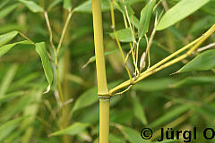 Phyllostachys  bissetii, Bambus Bissetii